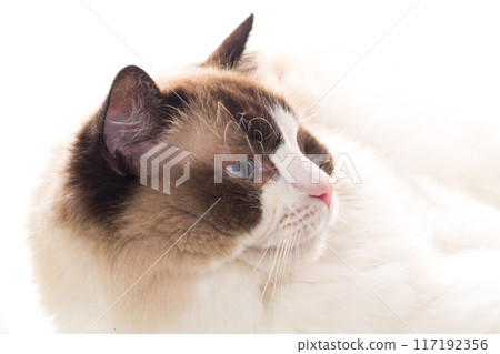 Portrait of purebred Ragdoll cat, isolated on white background 117192356