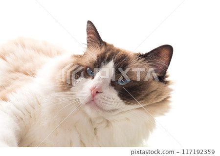 Portrait of purebred Ragdoll cat, isolated on white background 117192359