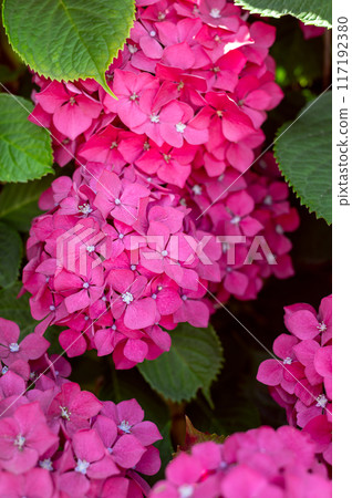 Hydrangea Flowers in the Garden Hydrangea Flowers in the Garden 117192380