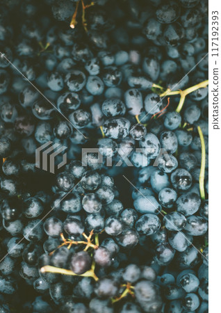 Pile of fresh organic grapes 117192393