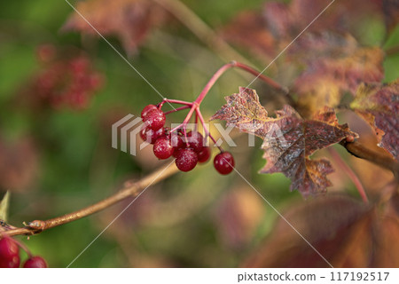 Red berries of viburnum in the wild 117192517