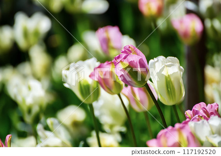 Red and white tulip flowers 117192520