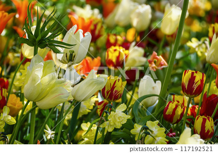 Yellow and white tulip flowers 117192521