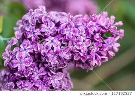 Lilac flowers macro 117192527