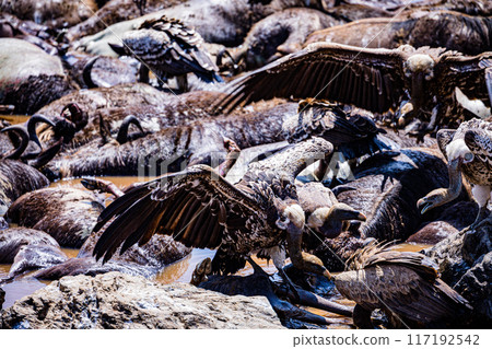 vulture at the farm 117192542