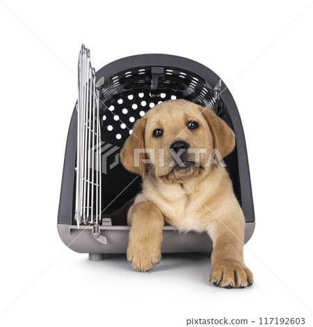 Labrador pup on white background Labrador pup on white background 117192603