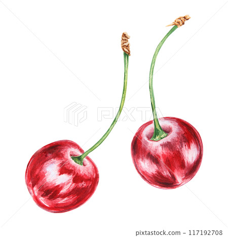 Red cherry. Juicy hand drawn watercolor illustration. Delicious food art, fresh botanical realistic painting. Summer berry clipart for restaurant menu, prints, packaging of farm goods, vegan products 117192708