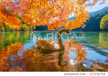 [南阿爾卑斯山]稻垣湖的秋葉和天鵝 117192794