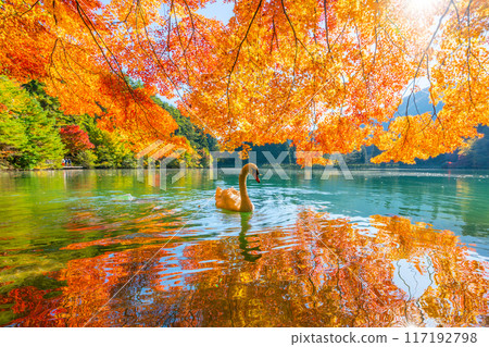 [南阿爾卑斯山]稻垣湖的秋葉和天鵝 117192798