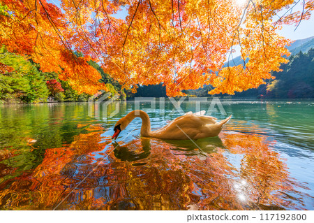 [Minami Alps] Autumn leaves and swans at Lake Inaga 117192800