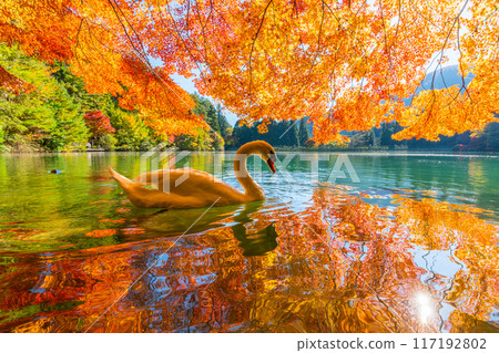 [南阿爾卑斯山]稻垣湖的秋葉和天鵝 117192802