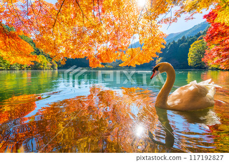稻長湖的紅葉和天鵝【山梨縣南阿爾卑斯市】 117192827