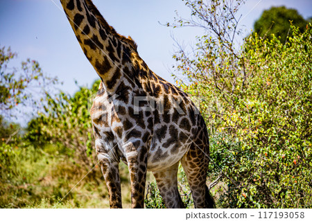 giraffe standing on the grass giraffe standing on the grass 117193058