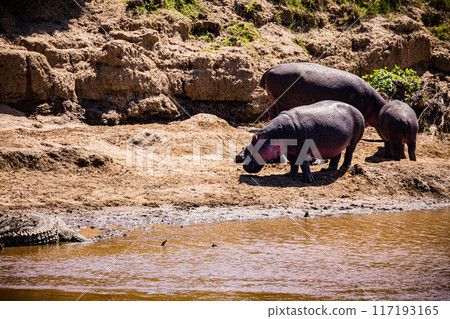Hippo Hippopotamus Mara river Hippo Hippopotamus Mara river 117193165