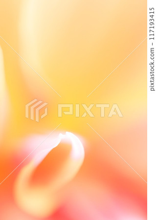 Dahlia macro photography Dahlia macro photography 117193415