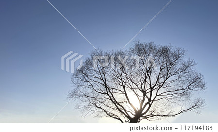 夕陽下一棵樹的剪影 117194183