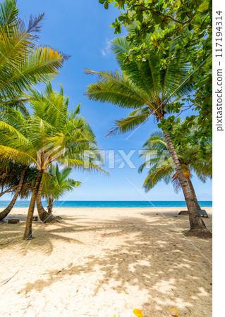 Summer background of Coconut Palm trees on white sandy beach Landscape nature view Romantic ocean bay with blue water and clear blue sky over sea at Phuket island Thailand. 117194314