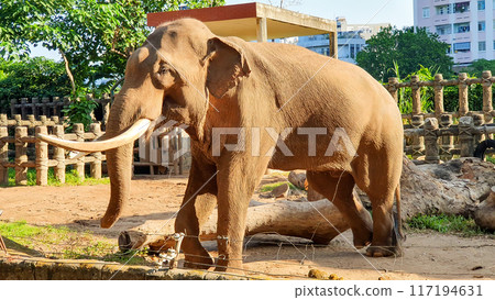 Large Male Asian Elephant In Saigon Zoo, Vietnam. Large Male Asian Elephant In Saigon Zoo, Vietnam. 117194631