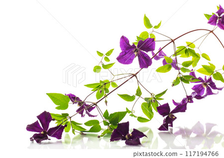 branch of blooming purple clematis, isolated on white background 117194766