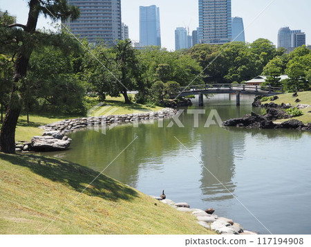 Nakano Bridge spanning the pond at Hama-rikyu Gardens 117194908