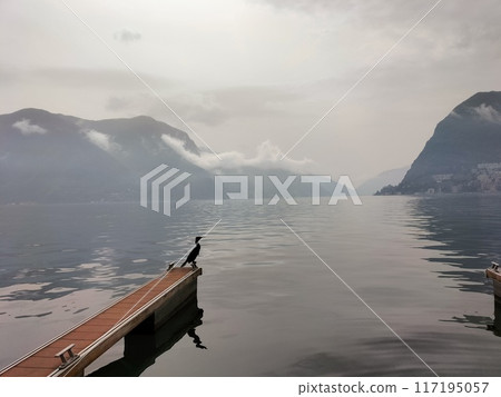 瑞士盧加諾湖景觀,湖上的水鳥 瑞士盧加諾湖景觀,湖上的水鳥 117195057