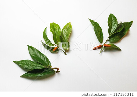 Hihatsu fruits and leaves 117195311