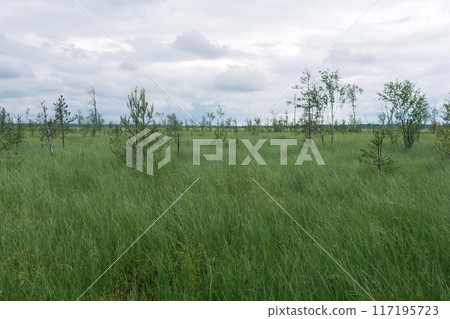 large fen landscape with crooked trees 117195723