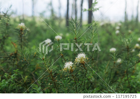 blurred natural background with white ledum flowers on the edge of the swamp blurred natural background with white ledum flowers on the edge of the swamp 117195725