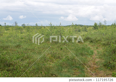 large grassy fen landscape with crooked trees 117195726