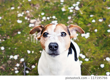 Adorable jack russell terrier dog looking at camera with cherry flower on nose and sitting in grass with white petals. Spring is coming concept Adorable jack russell terrier dog looking at camera with cherry flower on nose and sitting in grass with white petals. Spring is coming concept 117195766