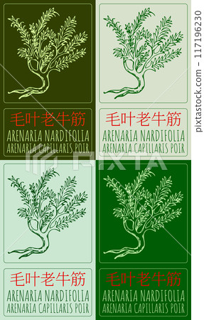 Set of vector drawing ARENARIA NARDIFOLIA in Chinese in various colors. Hand drawn illustration. Latin name is ARENARIA CAPILLARIS POIR. 117196230