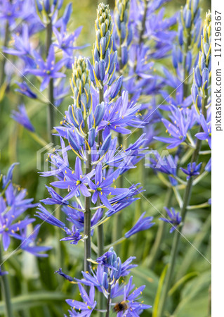 Camassia leichtlinii Caerulea flower in a garden 117196367