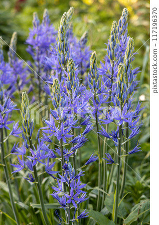 Camassia leichtlinii Caerulea flower in a garden 117196370