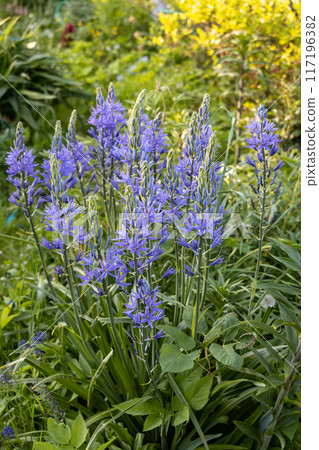 Camassia leichtlinii Caerulea flower in a garden 117196382