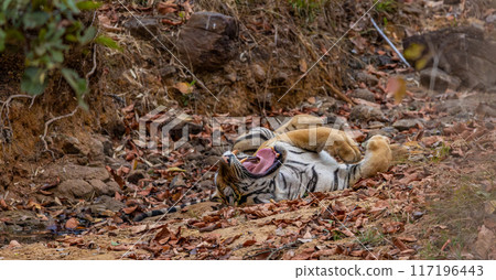Bengal or Indian Tiger Lying on its Back With Mouth Open and Tongue and Teeth exposed in India Bengal or Indian Tiger Lying on its Back With Mouth Open and Tongue and Teeth exposed in India 117196443