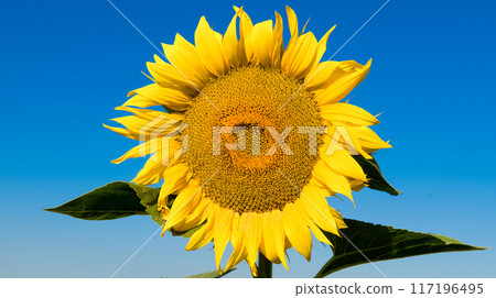 Sunflower flower and blue sky. Wide photo. 117196495