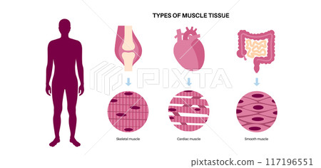Human muscle tissues Human muscle tissues 117196551