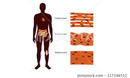 Human muscle tissues 117196552