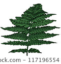 Leafy plant illustration 117196554