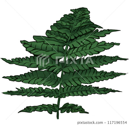Leafy plant illustration Leafy plant illustration 117196554