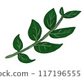 Simple leaf illustration 117196555