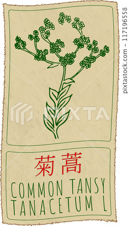 Vector drawing COMMON TANSY in Chinese. Hand drawn illustration. Latin name is TANACETUM L 117196558