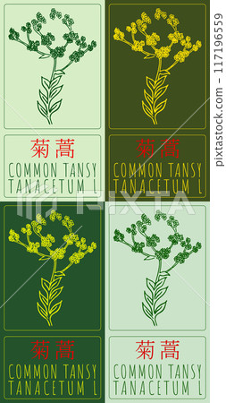 Set of vector drawing COMMON TANSY in Chinese in various colors. Hand drawn illustration. Latin name is TANACETUM L Set of vector drawing COMMON TANSY in Chinese in various colors. Hand drawn illustration. Latin name is TANACETUM L 117196559