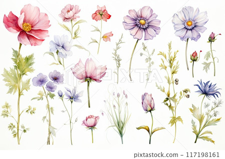 wildflowers illustration in watercolo 117198161