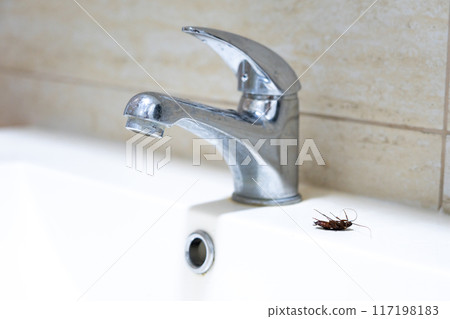 A large, disgusting cockroach next to the tap A large, disgusting cockroach next to the tap 117198183