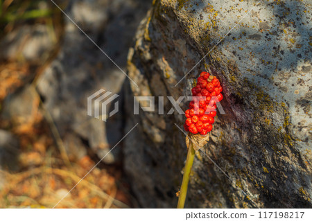 An amazingly beautiful bright red flower of Chokeberry blooming next to a stone overgrown with yellow lichen. Flora of mountainous places. Poisonous and at the same time incredibly beautiful plants An amazingly beautiful bright red flower of Chokeberry blooming next to a stone overgrown with yellow lichen. Flora of mountainous places. Poisonous and at the same time incredibly beautiful plants 117198217