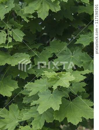 Beautiful Norway maple green leaves in early summer, Acer platanoides, vertical image, selected focus. Beautiful Norway maple green leaves in early summer, Acer platanoides, vertical image, selected focus. 117198501