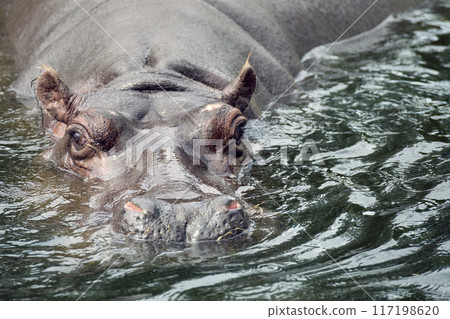 Hippopotamus swimming in the water 117198620
