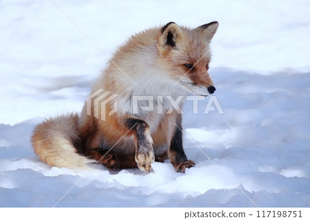 Kita fox 117198751