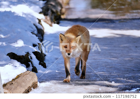Kita fox Kita fox 117198752